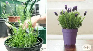 Lavender plant with purple flowers being cared for in a black pot, Potted lavender in a purple container with vibrant purple flower spikes