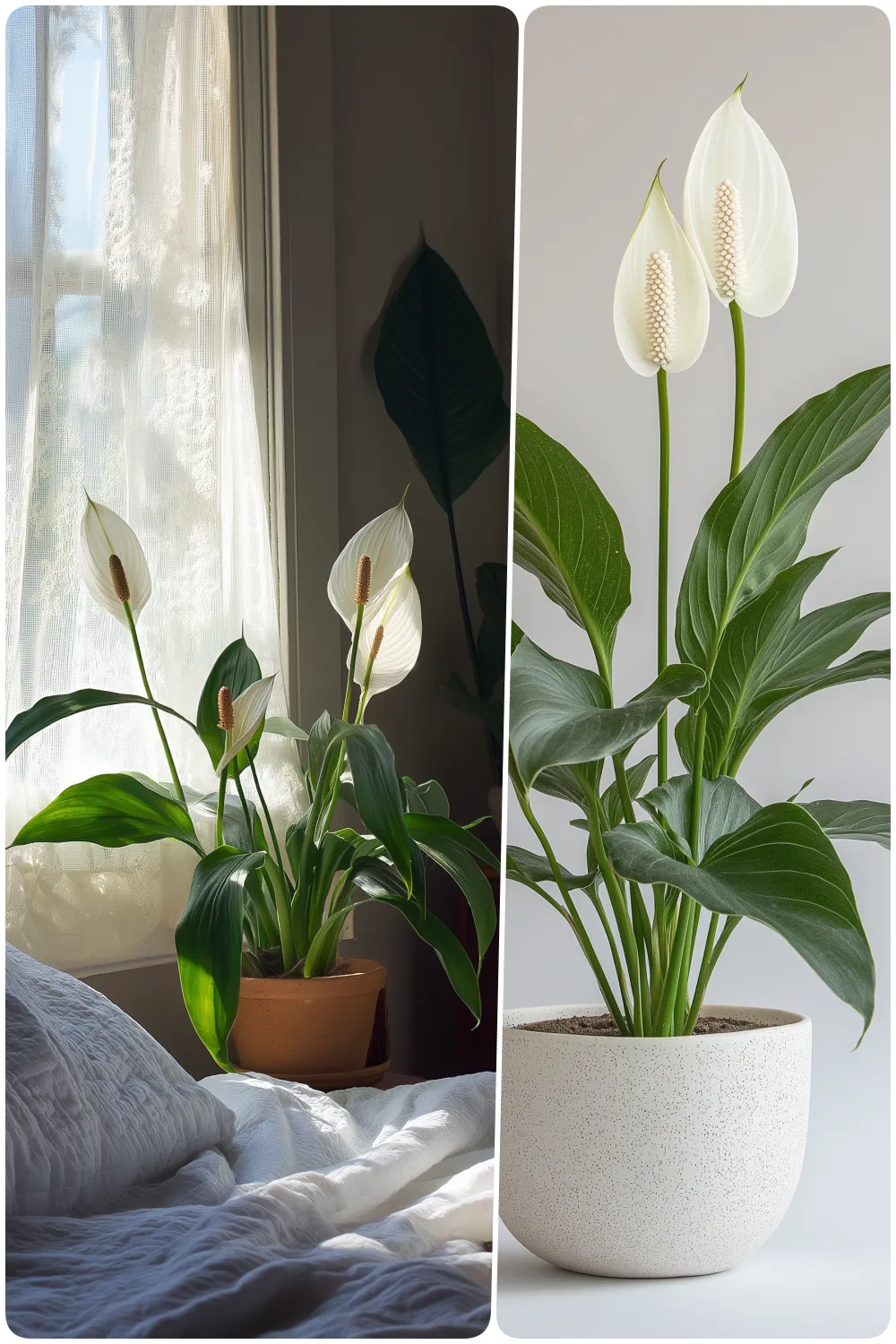 Peace lilies in a terracotta pot on a bedside table by a sunny window, Two elegant peace lily blooms with lush green leaves in a modern white pot