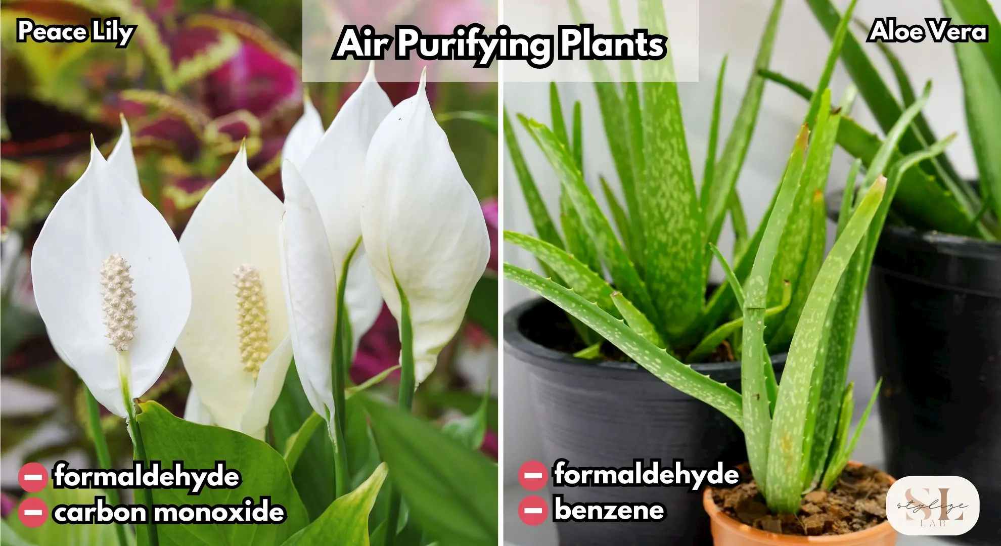 Peace lily flowers and leaves with air purifying benefits highlighted in text and Aloe vera plant in pots displaying air purification qualities with accompanying text