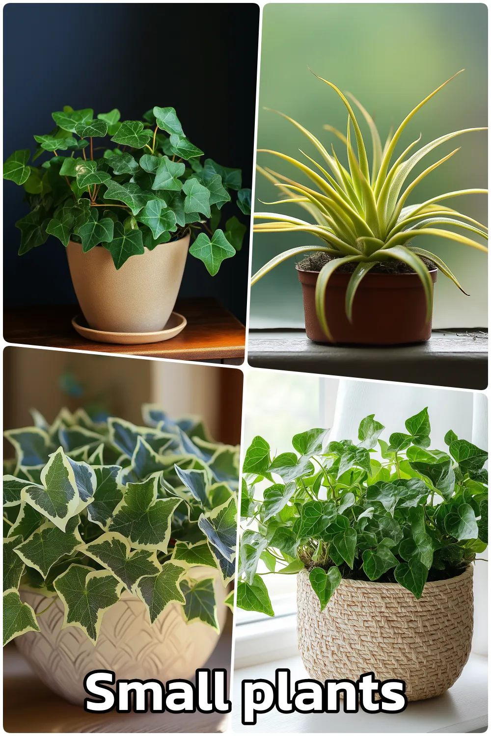 Small plants for bedroom, English Ivy and Air Plants near window space