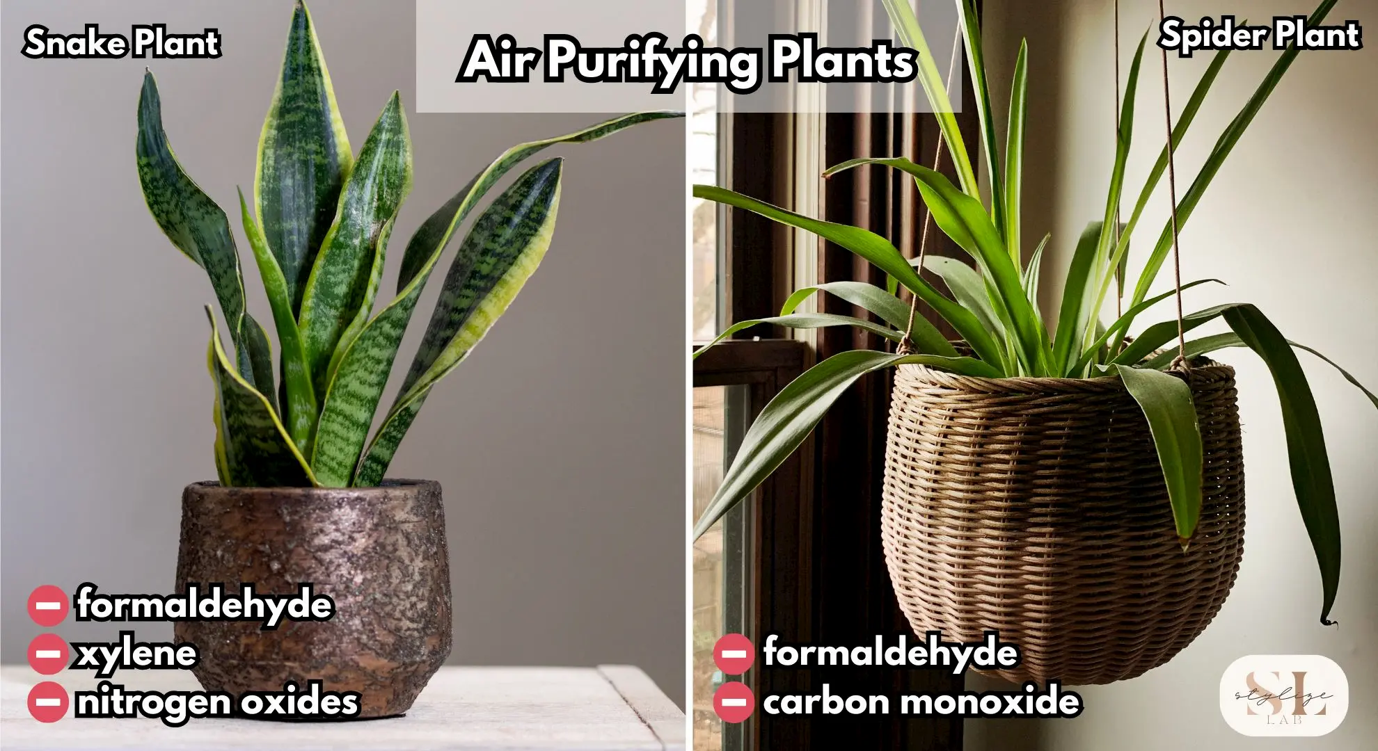 Snake plant in a textured pot with text highlighting its air purifying benefits, Spider plant in a woven hanging basket with details about air purification qualities