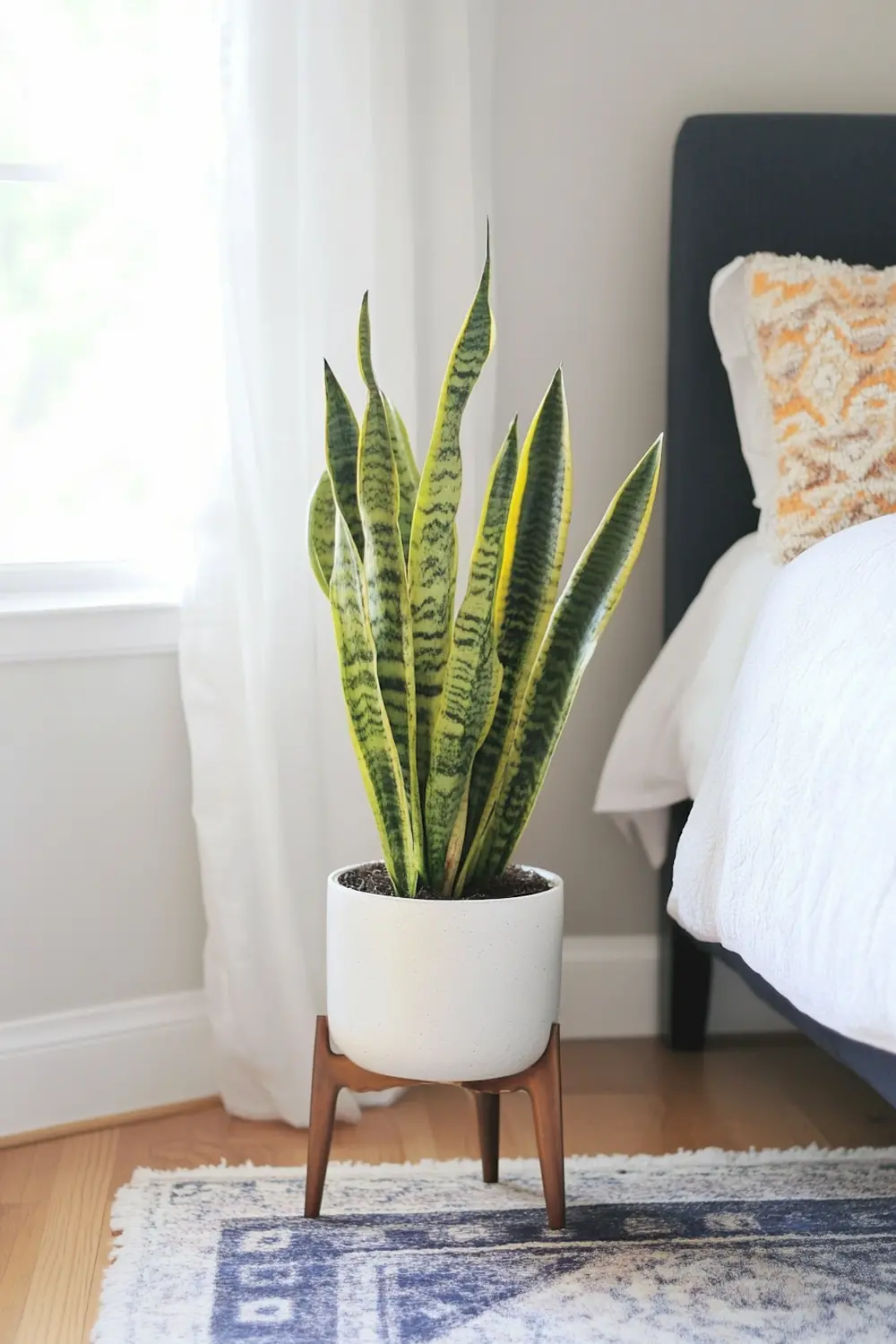 Tall snake plant with striped leaves in a white pot on wooden legs beside a bed